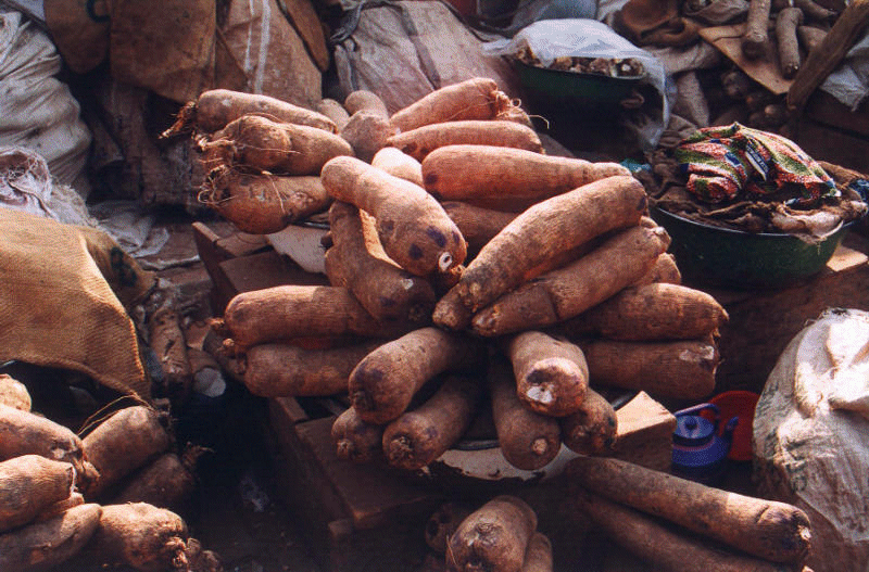 Farmers decry high cost of yam seedlings in Enugu Afripost Newspaper